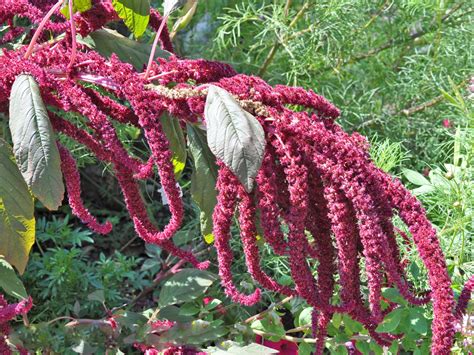 A good choice is the viburnum tinus, a small leaf evergreen that grows to about 3.5 metres. 10 Tall Annual Flowers for Impact