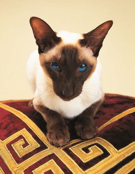 Siamese Cat Behavior Facts And Health Care Problem Cat N Kitten