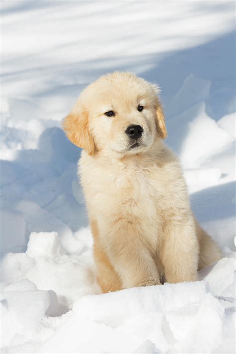 Golden Retriever Puppies In Snow Zerkalovulcan