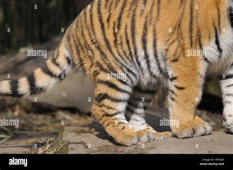 Siberian Tiger Panthera Tigris Altaica Feet Abdomen Detail Side