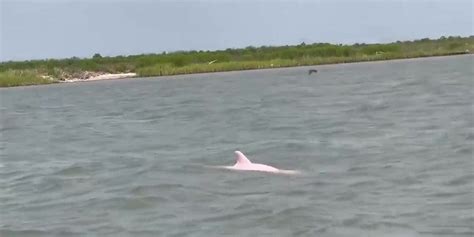 Possible Rare Pink Dolphin Spotted Swimming Around Fishermen