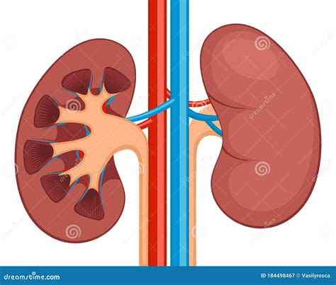 Kidney Renal Flat Realistic Icon Human Kidney Anatomy Vector Organ