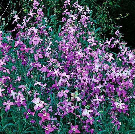 Night Scented Flowers The 10 Best Flowers To Choose