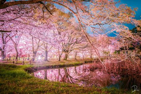 Cherry Blossoms By A River Japan Photo Cherry Blossom Nature