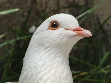 How To Create An Aviary For Rescued Pigeons Or Doves