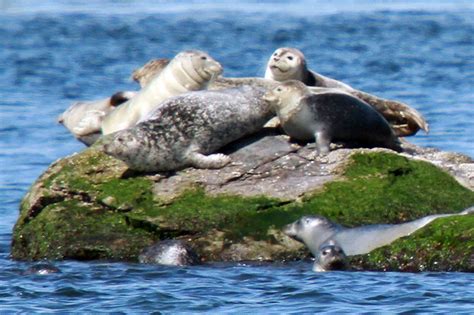 Harbor Seals In Narragansett Bay Newport