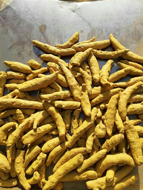 Yellow Haldi Dry Haldi For Spices Dry Turmeric At Rs Kg In Kota