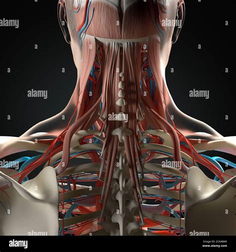 Anatomy Illustration Of Huma Neck And Spine 3d Illustration Stock Photo