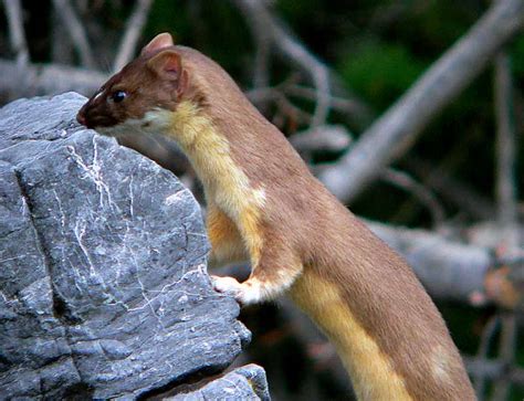 Mountain Weasel Mustela Altaica China Wildlife Gallery