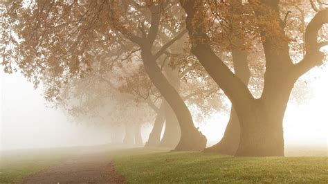 Nature Photography Landscape Morning Mist Daylight Oak Trees