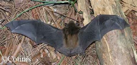 Big Brown Bat Tennessee Wildlife Resources Agency