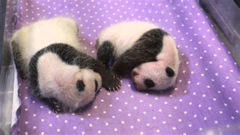 Toronto Zoo Giant Panda Cubs One Month Old Youtube