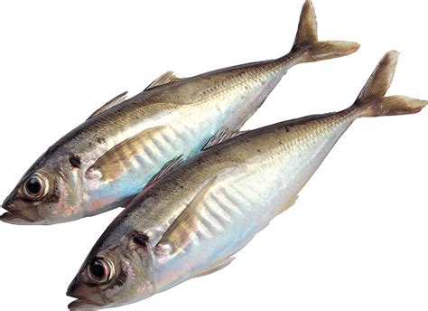 Рыба Png