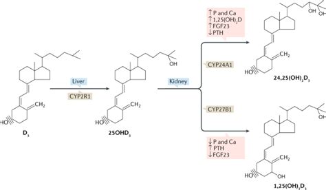 This video is an overview of the synthesis and secretion of vitamin d. New aspects of vitamin D metabolism and action ...