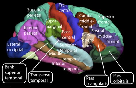 Cerebral Cortex Wikipedia