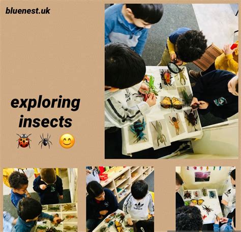 Exploring Insects In 2021 Montessori School Montessori Blue Nursery