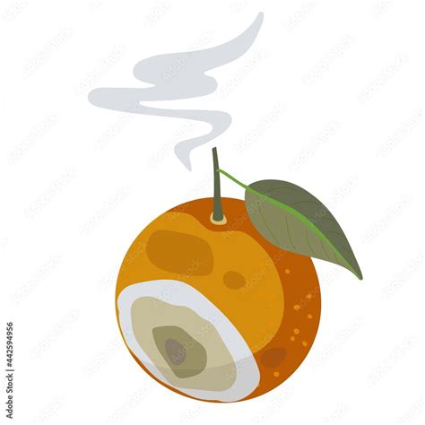 Organic Waste Template Bad Rotten Orange Fruit Isolated On White