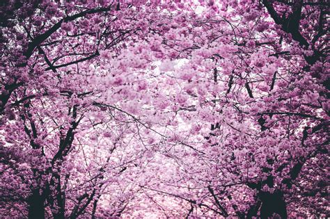 Visualizing Japan Cherry Blossom Season Forecast 2018