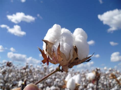 Cotton Ready For Harvest Agvista Australia Agronomy Consulting