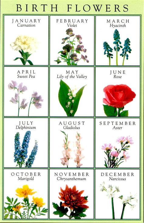 Birth Flower Month Of December Flower
