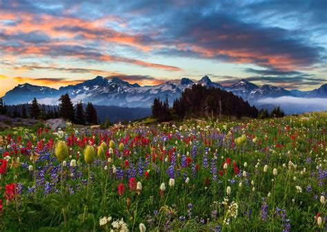 Flowers Sky Sunset Prairie Clouds Park Wallpapers Hd Desktop And