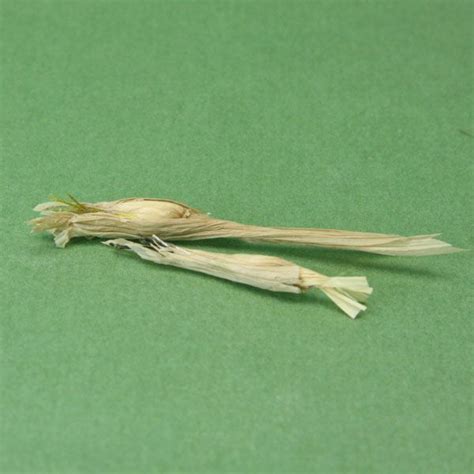 Step By Step Guide To Make Scale Miniature Corn Stalks