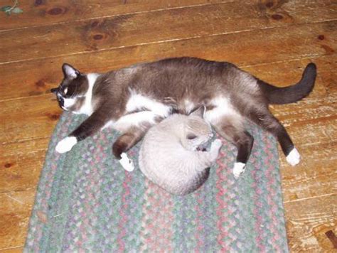 Lynx Point Siamese Kittens, queens and stud for sale for ...