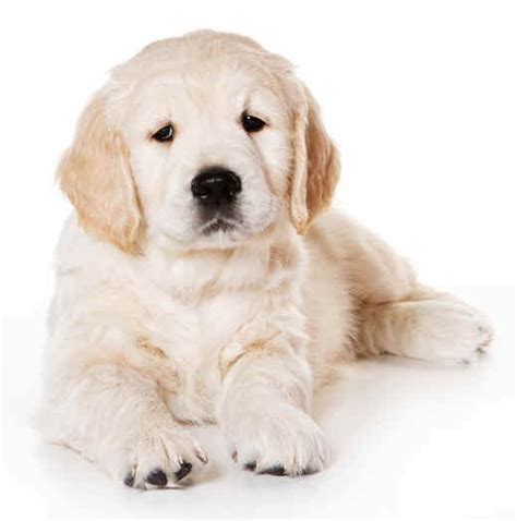 Golden Retriever List Of Dog Breeds