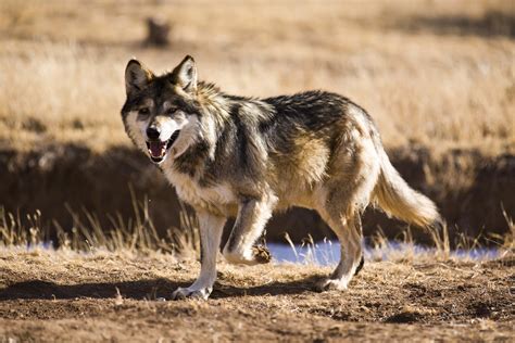 Endangered Mexican Grey Wolves Short Clip From Larger Nature