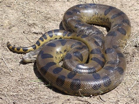 Top 10 Deadliest Creatures Of The Amazon Anaconda Snake Green