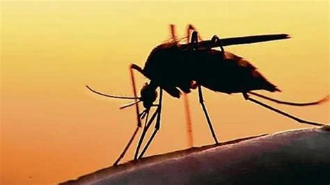 2 More Confirmed Zika Virus Cases In Kerala Take Total To 21 Latest