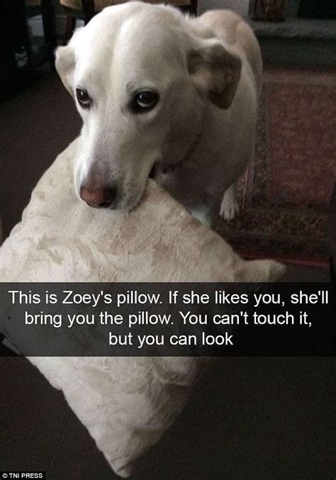 Pet Owners Make Their Dogs The Star Of Their Snapchats