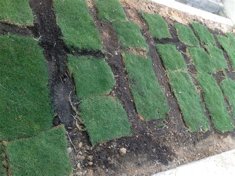 Resep ini bisa saja diberi nama racun rumput fio, atau racun rumput gus bensol. myaini.blogspot: Projek Tanam Rumput