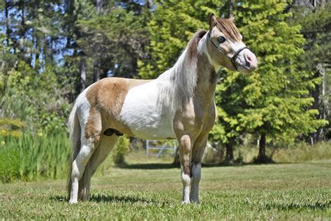 Cute little buckskin paint horse foal. Cross Country Blue Moon Buckskin Homozygous for Tobiano ...