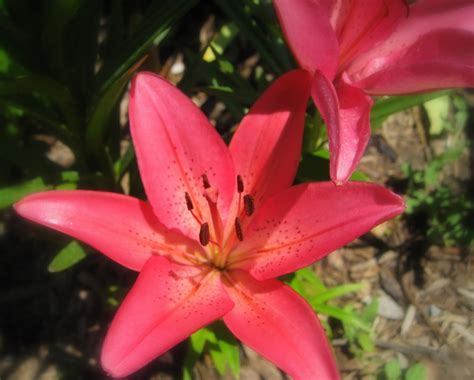 So i've gone through my hundreds of photos and selected some of the garden looking nice at various times and some of my favourite flowers. Simply Projects: June Flowers in Full Bloom!