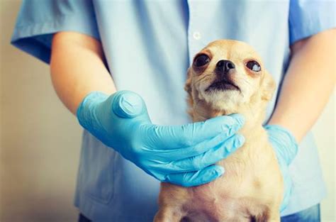 Treatment Options For Bacterial And Fungal Infections In Dogs Petcarerx