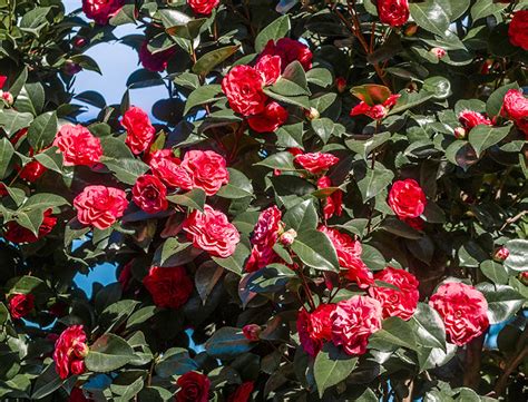 Camellia Japonica Guide How To Grow And Care For Japanese Camellia