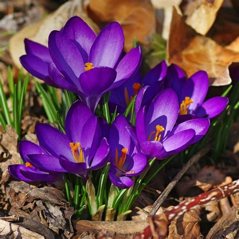 Crocus Plant Care And Collection Of Varieties