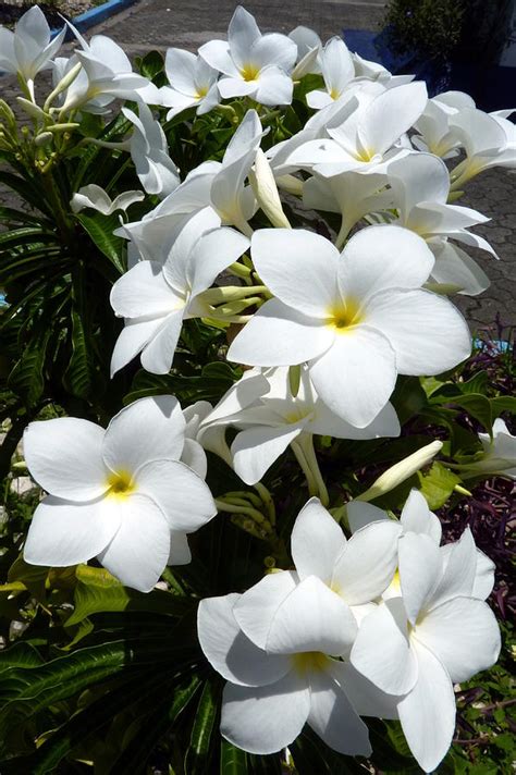 White Tropical Flowers Photograph By Carla Parris