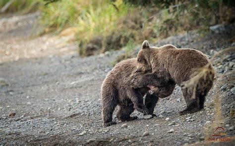 Bear Cub Fight Coastal Brown Bear Ursus Arctos Cubs Play Flickr