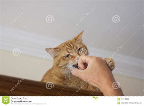 Cats fighting playing funny and angry thank you for watching our video, i give yummy food to kitten everyday. Angry Red Cat Fighting Against A Human`s Hand Stock Photo ...