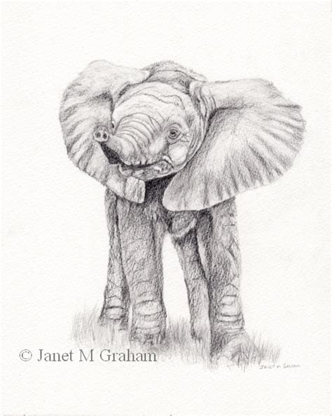 Janet M Grahams Painting Blog Baby Elephant Drawing
