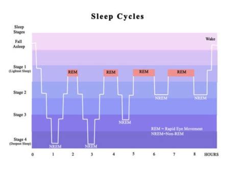 Understanding The Four Stages Of Sleep Step To Health
