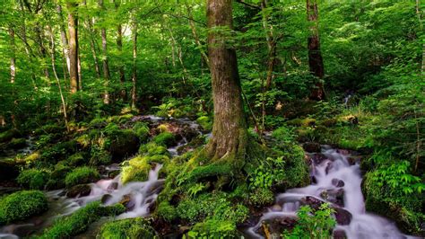 Download Moss Forest Green Tree Nature Stream Hd Wallpaper