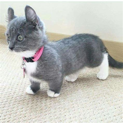 The list includes established breeds recognized by various cat registries, new and experimental breeds. Cat Breeds With Short Legs - Pets Lovers