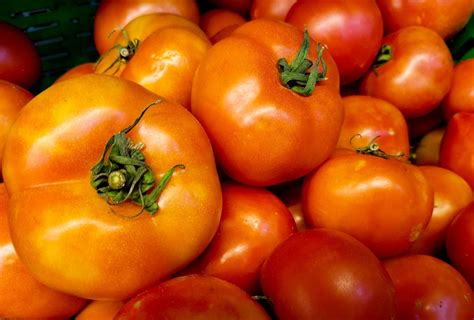 Tomato Trivia Things You Might Not Know About Tomatoes Daily Harvest