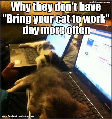 Pin By Tiffany Rose Princess On Cats And Kittens Funny Cat Memes Cat