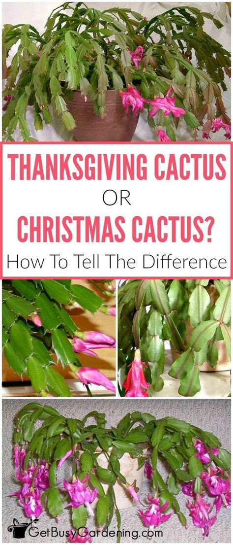 The schlumbergera is very easy to care for. Holiday Cactus Care: How To Grow Thanksgiving and ...