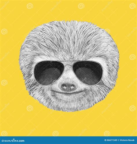 Portrait Of Sloth With Sunglasses Stock Illustration Illustration Of