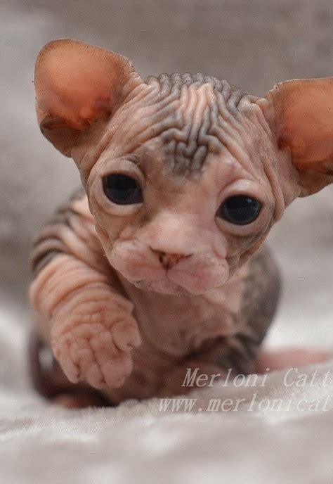 He is demanding of human attention and will do anything for a laugh. Cattery Merloni - Canadian Sphynx kittens for sale ...